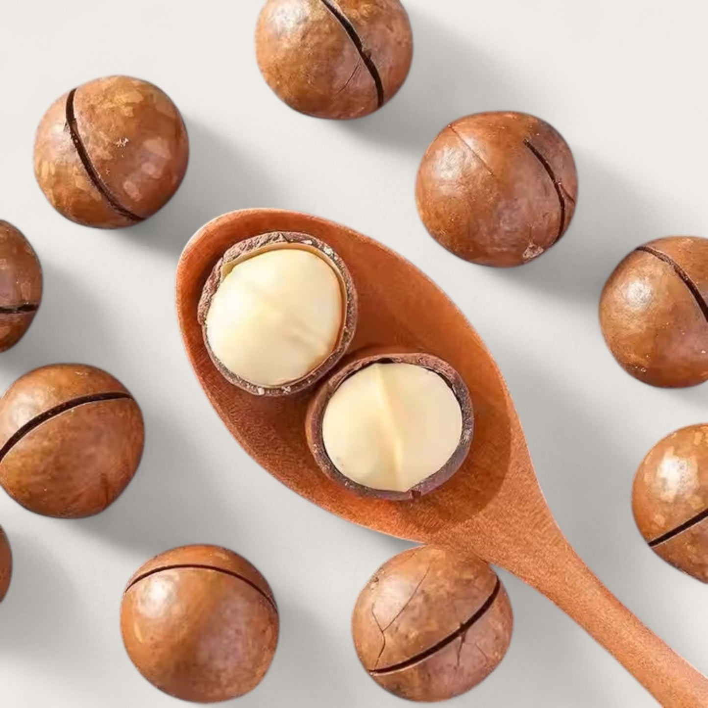 Macadamianüsse in Schale – Geröstet & gesalzen | Mit Öffner | 500 g - Kemberly® GmbH